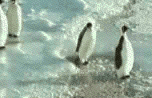 penguinfight