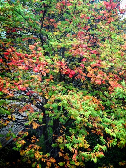 Fall - tree colours