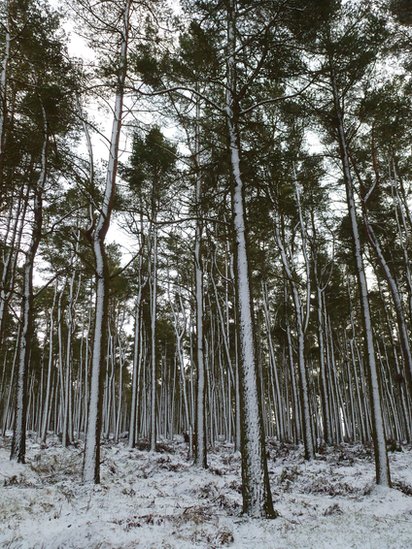 Winter - Countesswells Woods