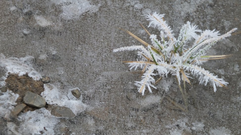 Winter - ice flower