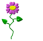 Valentineflower