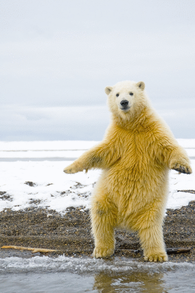 Polar bear dance