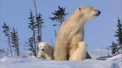 Polar bear mother & Kids