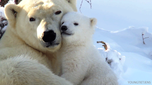 Polar bear mother & child