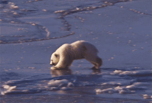 Polar bear run