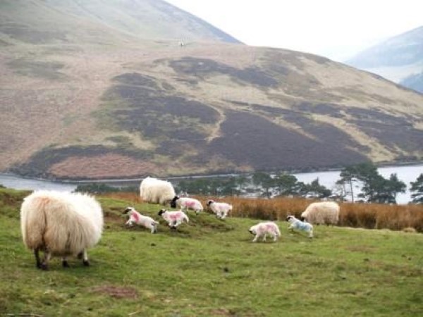 Spring - lambs Pentland Hills Regional Park